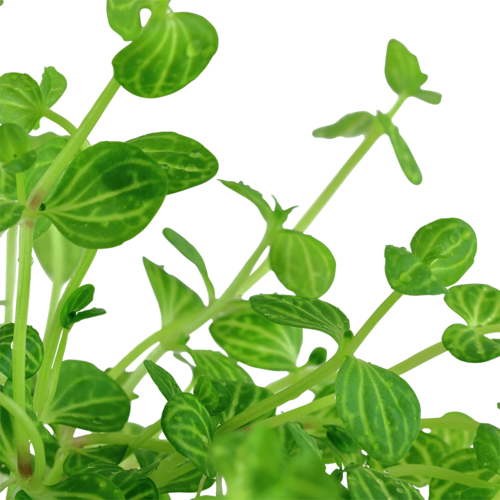 Tropica Akvarieplante i potte Lindernia rotundifolia